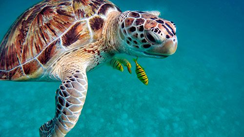 viaje-maldivas-tortugas