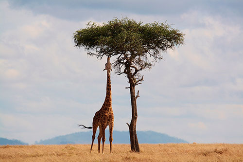 safari-kenia-luna-miel